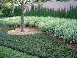 Phase out a grass lawn by adopting ground cover plants instead, and you can. Asian Jasmine Vine Groundcover Live Plant Trade Gallon Etsy In 2021 Ground Cover Plants Jasmine Ground Cover Ground Cover