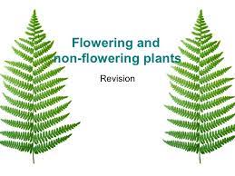 They reproduce from the seeds, which are open to the air without any covering. Non Flowering Plants Revision