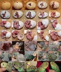 Development Of A Parakeet From Hatching To Adulthood It Takes Only 40 Days Budgies Baby Parakeets Budgies Bird