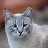 These cat ear headphones can make you stand out from the mainstream crowd. Https Encrypted Tbn0 Gstatic Com Images Q Tbn And9gcrlivucba I9lgara4upzdqqfbs6inzr4rr9hus5ftaiotjzoz0 Usqp Cau