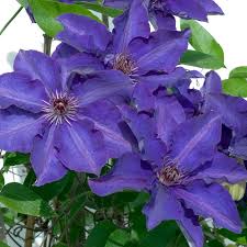 Image result for Clematis pulchra