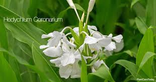 Once planted, the ginger needs nothing but water and patience to mature into a delicious, spicy ingredient. Hedychium Coronarium Info How To Grow White Ginger Lily