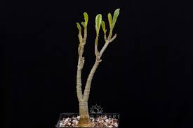 Image result for Adenium swazicum