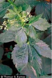 Image result for Cryptotaenia