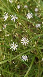 Image result for Stellaria sennii