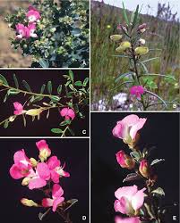 Image result for Rhynchosia divaricata