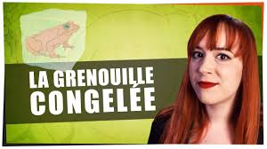 La Grenouille Congelée