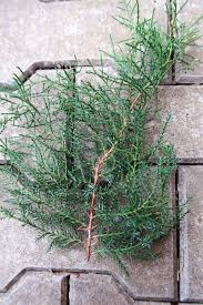 Image result for rez rzivost ostru%u017Einy