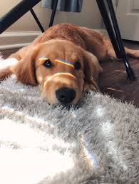 Jadejones In 2020 Cute Dog Wallpaper Puppies Cute Baby Animals