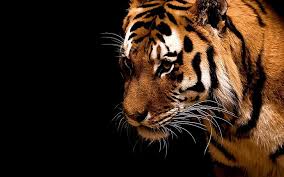 Usually, the owners choose to change the default background with one customized picture. Hd Wallpaper Animals Background Black Tigers Wallpaper Flare