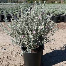 Gray Cloud Texas Sage