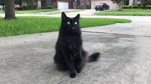 They have been documented in the siberian is a medium to large cat with the overall appearance of excellent physical condition. Semi Feral Siberian Black Cat Sheba Youtube
