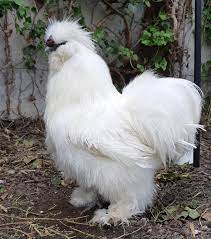 Silkie Wikiwand