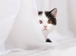Der sofawächter vertreibt hunde und katzen vom sofa der sofawächter ist eine dünne matte, die immer dann einen ton abgibt, wenn sich ihr hund oder ihre katze auf diese matte legen. Katzen Von Gardinen Fernhalten Tipps Und Tricks