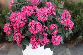 Heat tolerant flowers zone 9. 20 Plants That Like Full Sun Heat Heat Tolerant Plants Proven Winners