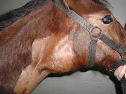 Guttural pouch disease (empyema/mycosis)