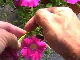 How To Prune Petunias Pruning Plants Plants Petunias