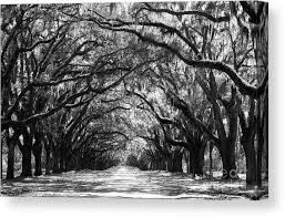 Maybe you would like to learn more about one of these? Black And White Tree Canvas Prints Fine Art America