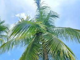 Image result for Cocos nucifera