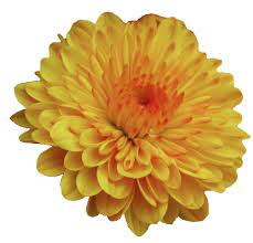 An Entry From Transparent Flowers Powered By Tumblr Com Transparent Flowers Flowers Tumblr Flower