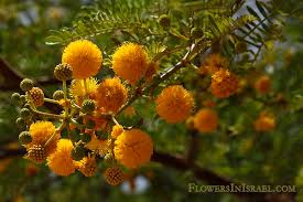 Image result for Acacia farnesiana