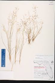 Image result for Eragrostis patens