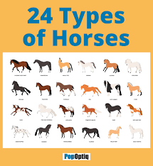 24 types of horses chart and anatomy illustration