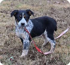 In this video i'm showing every adopt me pet's value in 2021 (roblox adopt me). Brattleboro Vt Australian Shepherd Mix Meet Isabella A Puppy For Adoption Http Www Adoptapet Com Pet 17404773 Bratt Kitten Adoption Pets Puppy Adoption