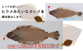 気分次第です僕は 敵を選んで戦う少年 叶えたい未来も無くて 夢に描かれるのを待ってた そのくせ未来が怖くて. å·¦å'ãã®ãƒ'ãƒ©ãƒ¡ ã‚«ãƒ¬ã‚¤ å·¦ãƒ'ãƒ©ãƒ¡ã«å³ã‚«ãƒ¬ã‚¤ã¯æ—¥æœ¬ã ã' ãƒ'ãƒ©ãƒ¡ã¨ã‚«ãƒ¬ã‚¤ã®é•ã„ã£ã¦ The Firstone