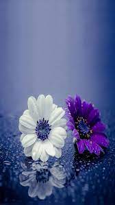2631290 3840x2400 purple daisy 4k desktop wallpaper hd. Iphone Sfondi Hd Fiori