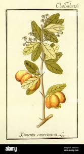 Image result for Ximenia americana