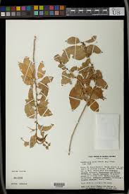 Image result for Erythrococca