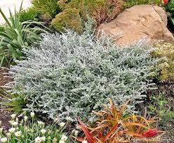 Image result for Helichrysum helvolum