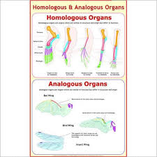 Analogous Homologous Organs Organs Insect Wings Manufacturing
