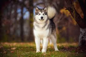 Daily limit exceeded dogs beautiful dogs siberian husky. 10 Beautiful Types Of Huskies With Pictures Pet Keen