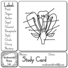 Http Www Wonderweirded Wildlife Com Images Anatomy Of A Flower Parts Diagram Study Card 2 Jpg Science Worksheets Parts Of A Flower Parts Of A Plant