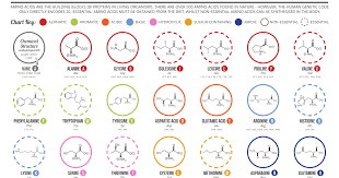 20 Essential Amino Acids Chart Www Bedowntowndaytona Com