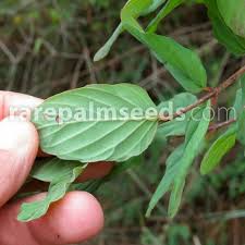 Image result for Berchemia zeyheri