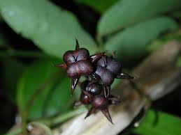 Image result for Aniseia martinicensis