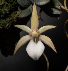 Image result for Ypsilopus