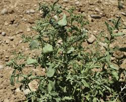 Image result for Chenopodiastrum