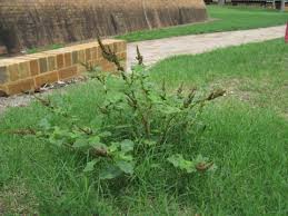 Image result for Amaranthus viridis