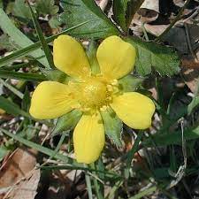 Dandelions are known for their yellow flowers and white seed heads. Mock Strawberry Duchesnea Indica