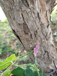 Image result for Teramnus uncinatus