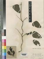 Image result for Mucuna glabrialata