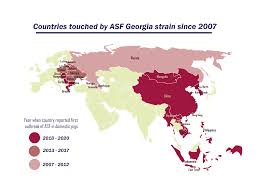 The fatality rate is almost 100%, which brings huge economic losses to the hog industry in countries with epidemics. Grain Building A Factory Farmed Future One Pandemic At A Time