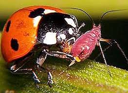 Check spelling or type a new query. Mengapa Kumbang Itu Dinamakan Kenapa Kumbang Bernama Sifat 2021