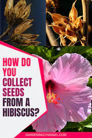 Pin On Gardening 101