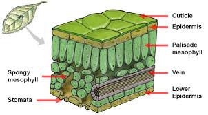 In plants, photosynthesis takes place in chloroplasts, which contain the chlorophyll. How Does Photosynthesis Occur In A Leaf Quora