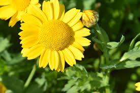 Image result for Glebionis